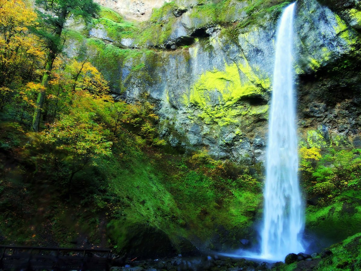 ForestServiceNW's tweet photo. "Trees are poems that earth writes upon the sky." Kahlil Gibran. #TuesdayThought https://t.co/z19GtR4n2r
