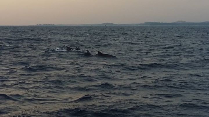 josipaudovicic's tweet photo. Delfini 🐬🐬🐬
#loverovinj #summertime #visitistria
#holiday #sunsetincroatia #fun
#housemarijarovinj https://t.co/ByopeiqCPz