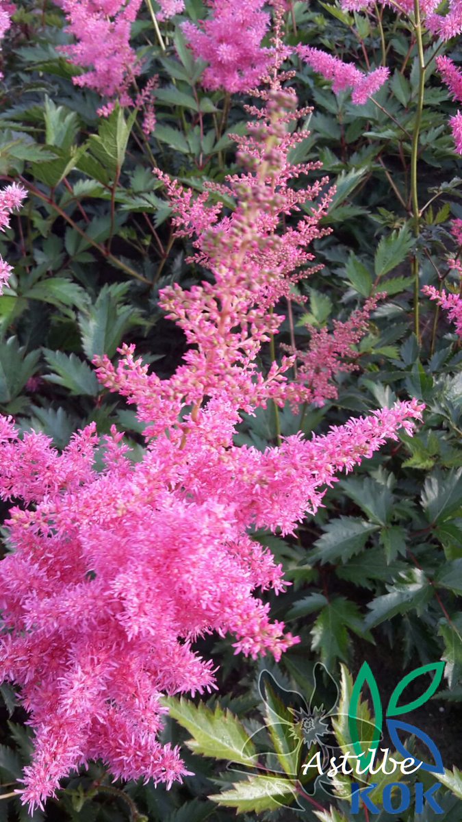 summerflowersNL's tweet photo. https://t.co/YwXBMSaORO