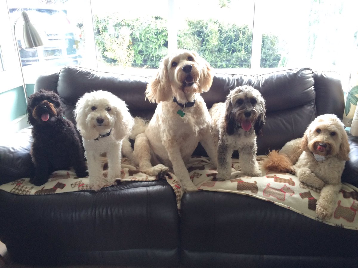 happy hounds doggy daycare