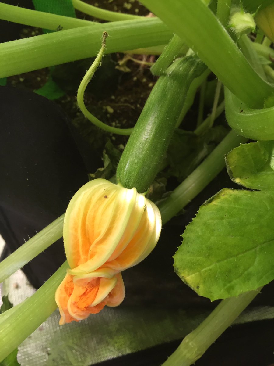 Courgettes coming along lovely using the best organic products #growyourown #organic #gardening #srshydro