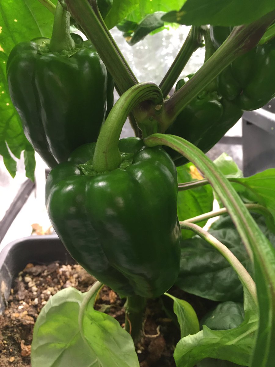 Wow the peppers are looking awesome #growyourown #organic #gardening #hydroponics