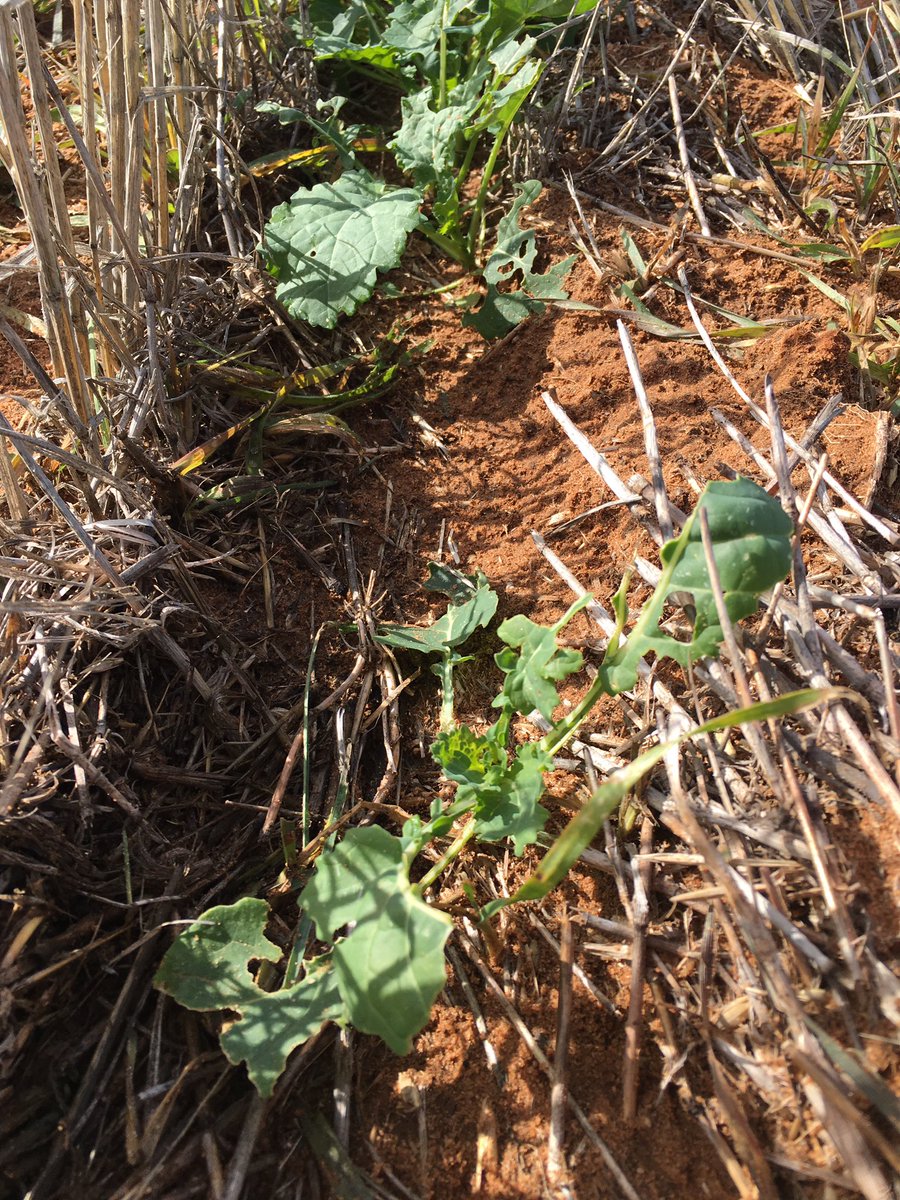 andrewmcmahen's tweet photo. Finding high numbers of Herringbone caterpillars, doing damage, monitor crops now #hardtomiss @PestFactscesar https://t.co/65YkwvCRtw