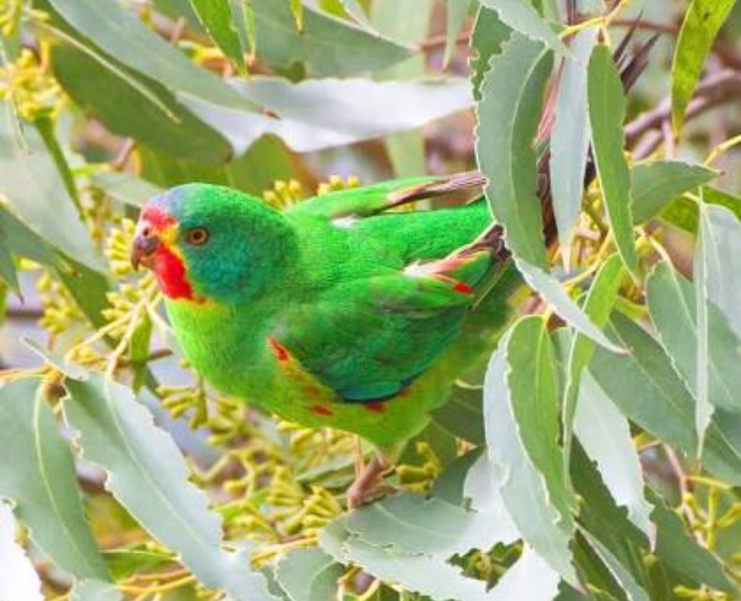 ThoseSkyrails's tweet image. #swiftparrots will be even more endangered with #skyrail as it obstructs this birds flightpath #noskyrail #springst