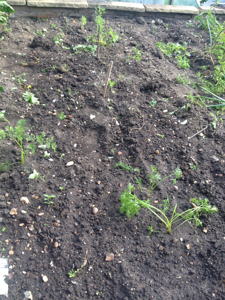 frizzychick's tweet photo. Carrot patch, before and after weeding. #3carrots #vegfail https://t.co/dFGgT0Ve3c