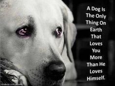 SeaTreatsUK's tweet photo. Divine love as only a canine can give. #dogsarelove https://t.co/qnMYtrxCsU