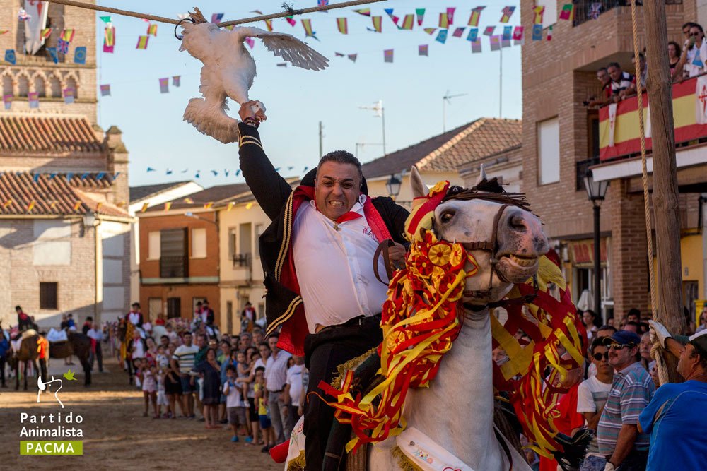PartidoPACMA's tweet photo. #PolemicaGansosEP PACMA documenta crueldad en el festejo toledano "correr los gansos" 2016 https://t.co/S55EPKW3ED https://t.co/KmEUjvNzAM