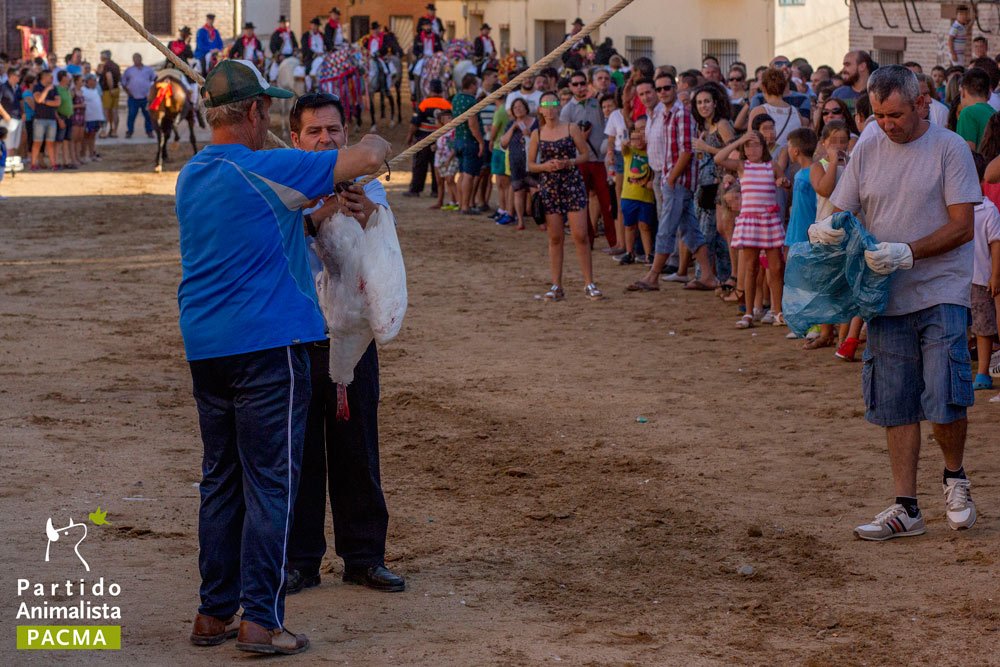 PartidoPACMA's tweet photo. #PolemicaGansosEP PACMA documenta crueldad en el festejo toledano "correr los gansos" 2016 https://t.co/S55EPKW3ED https://t.co/KmEUjvNzAM