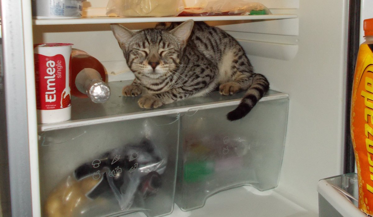 spangile's tweet photo. My Sister wants to be a SANDWICH #kittyinthefridge #thecatthatgotthecream https://t.co/A9fQAmOhq6