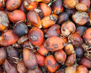 greenpalmoil's tweet photo. Palm kernel crisis looms as certified supplies drop dramatically  https://t.co/anCT4bwewp #sustainable #PKO https://t.co/IRB4HdP5uJ
