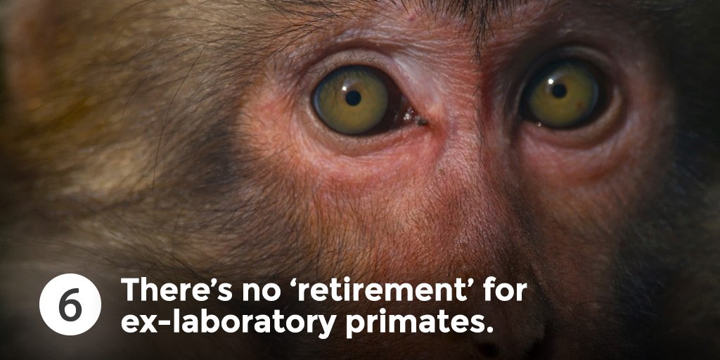 AnimalsAus's tweet photo. 7 big secrets about primate experiments in Australia https://t.co/DkFkXYsnWW #BanPrimateTesting https://t.co/5WgQStbbQT