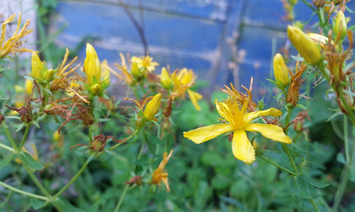 herbal3helen's tweet photo. St. John's Wort flowers yield a red oil known as 'dragon's blood' used to heal wounds #Hypericum #herbalmedicine https://t.co/UYRO9SRfCg