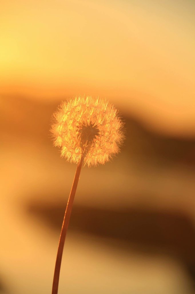 Golden Dandelion Clock at sunset #mull #beautiful #Scotland