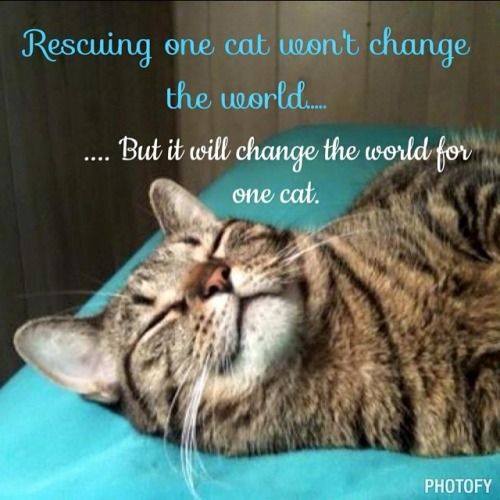 DeeKaye2010's tweet photo. TRUTH. #AdoptDontShop #SaveAKitty https://t.co/ZJyHivT4Js