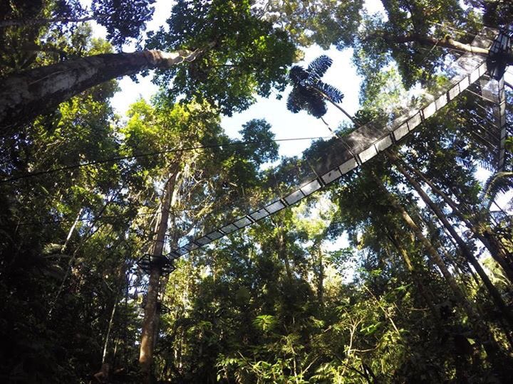 Sunvil_LA's tweet photo. We can't wait to try this... The new canopy walk at Sacha Lodge in #Ecuador @DestEcuador https://t.co/Gs2nibfOtA https://t.co/cuaI7ctPMW