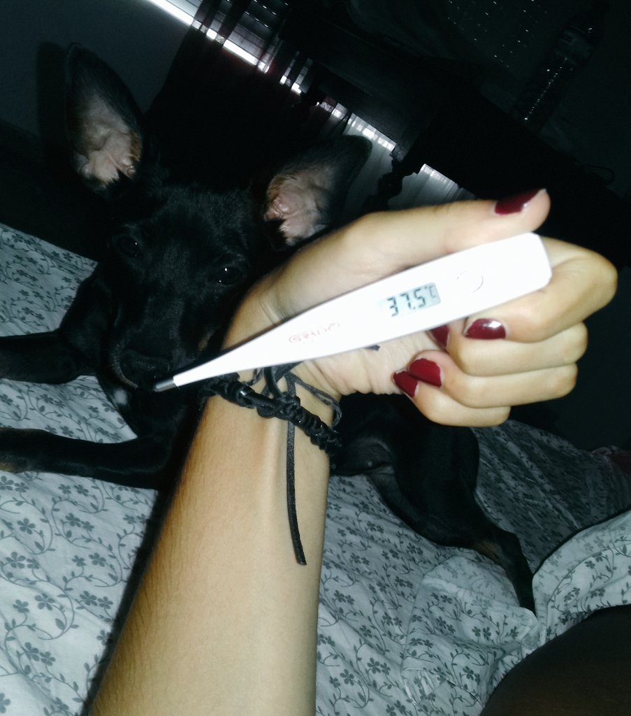 MariaParejo27's tweet photo. En las buenas y en las malas, ella me cuida.  

#farahmemima 
#quieroponermebuena
#ayseñó https://t.co/9Bz9FWIWUv