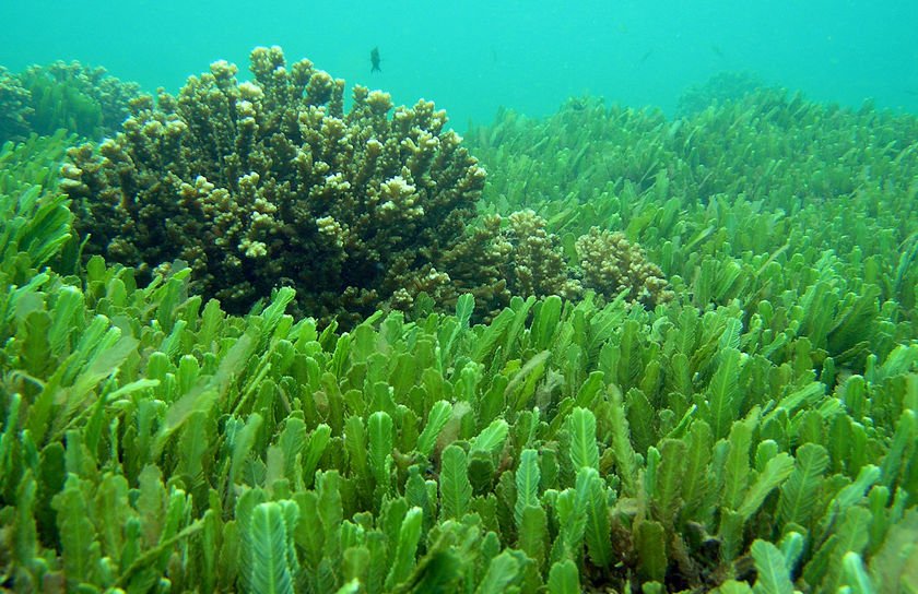 LA CHLORELLA, Un alga que limpia tu organismo.
naturjoying.com/tienda/es/blog…