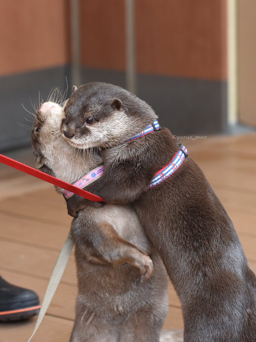 parus_mnr's tweet photo. (ピャーと言ったら走って！)
 
ハク ジーノ 
2016/7/18 サンシャイン水族館 https://t.co/BLHS1jw2cN