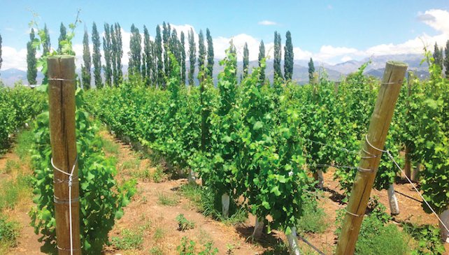 Why South African #wine is on the rise.
bit.ly/2ao1WzC