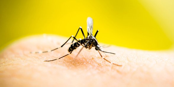 GlebeHH's tweet image. Say goodbye to pesky mosquito bites. Find out how to enjoy a mosquito-free summer! bit.ly/23ViGz7