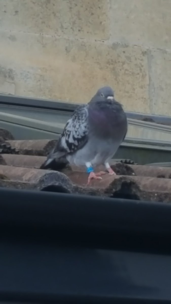 HelpsCharlie's tweet image. If you&apos;re missing a homing pigeon, this bird is hanging around Fairfield Park in Bath #PersonalValue #homing