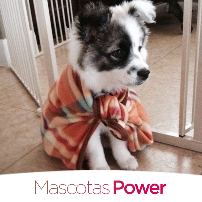 MascotasPower's tweet photo. Combatiendo el frío con mi #SuperCapa #BuenMartes https://t.co/FfFlR4e9x1