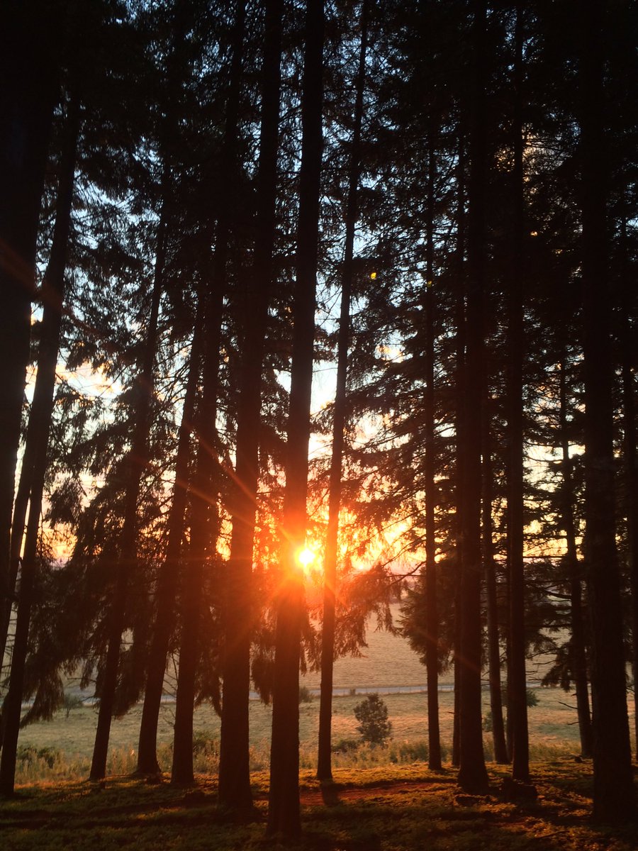 BonAppetitAbbey's tweet photo. Good Morning from the inside &amp; outside of the Abbey Kitchen and forest floor. #sunrise https://t.co/pvwOyo6HEx