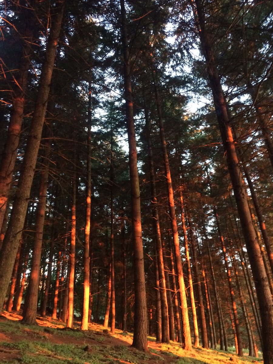 BonAppetitAbbey's tweet photo. Good Morning from the inside &amp; outside of the Abbey Kitchen and forest floor. #sunrise https://t.co/pvwOyo6HEx