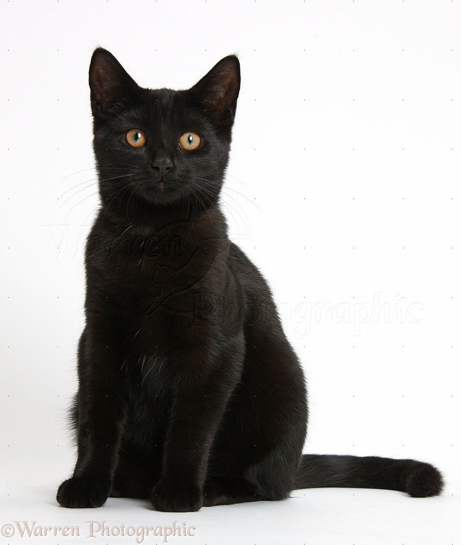 MyPetDirectory's tweet image. In many parts of Europe and North America consider the black cat a sign of bad luck.. #BlackCat