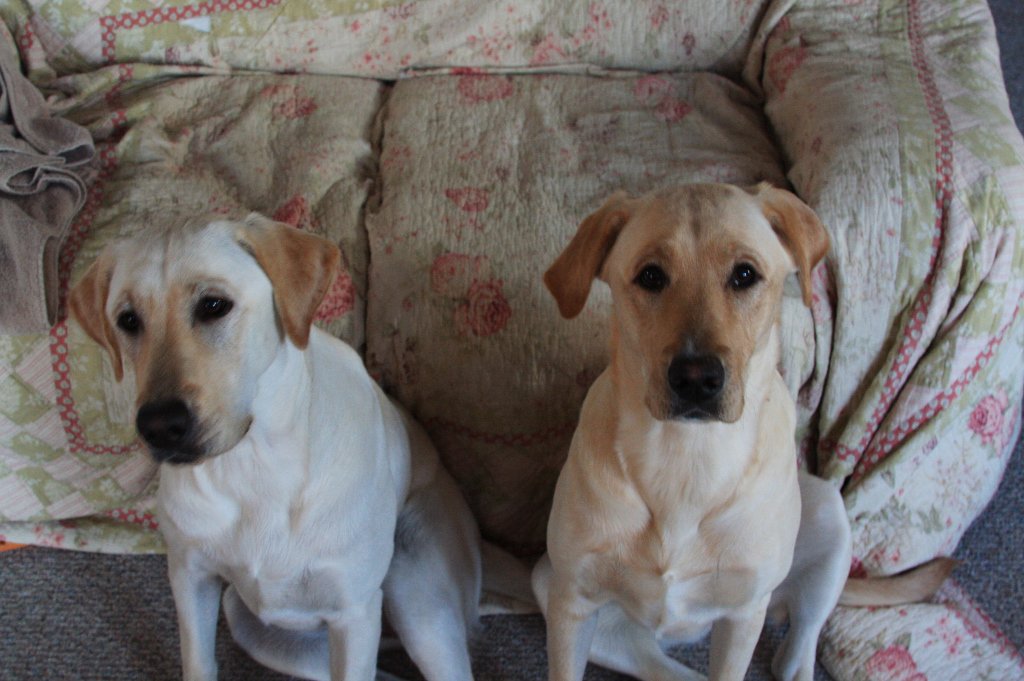 HutchinsProp's tweet photo. Lady and Paxie are eager to tell you about our new offer of boat tours for waterfront properties https://t.co/g6LQ94XA6o