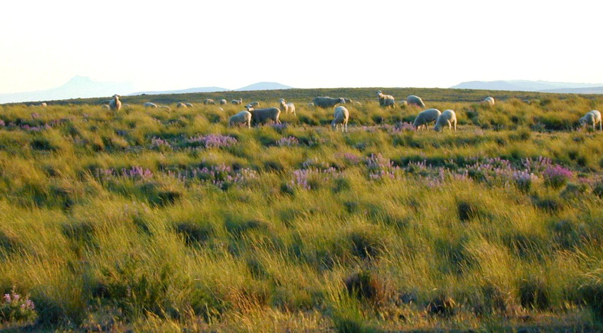 patagonia tweet picture