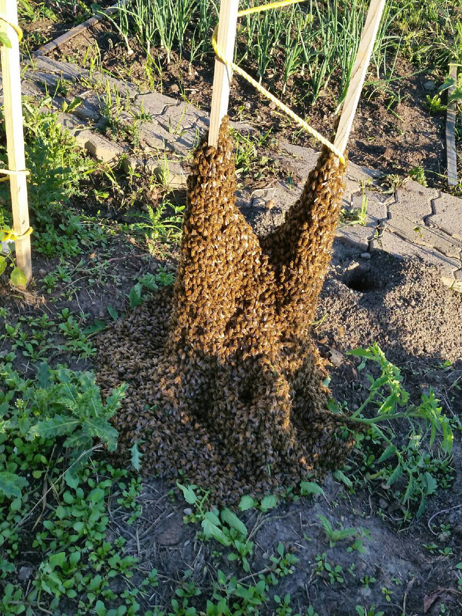 ABCbees's tweet photo. #Swarming is still happening as brood nests get #honeybound. inspect #bees &amp; replace #honey frames with empty comb https://t.co/3moHcIN702