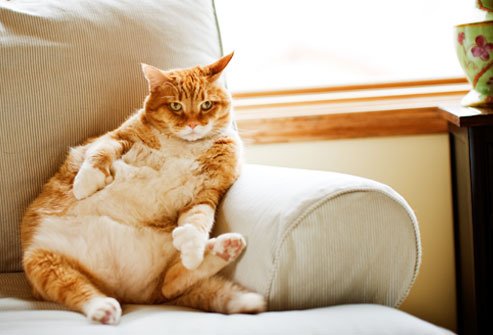 MyPetDirectory's tweet image. #PetFact Obesity is the #1 health problem among dogs.. #Problems..