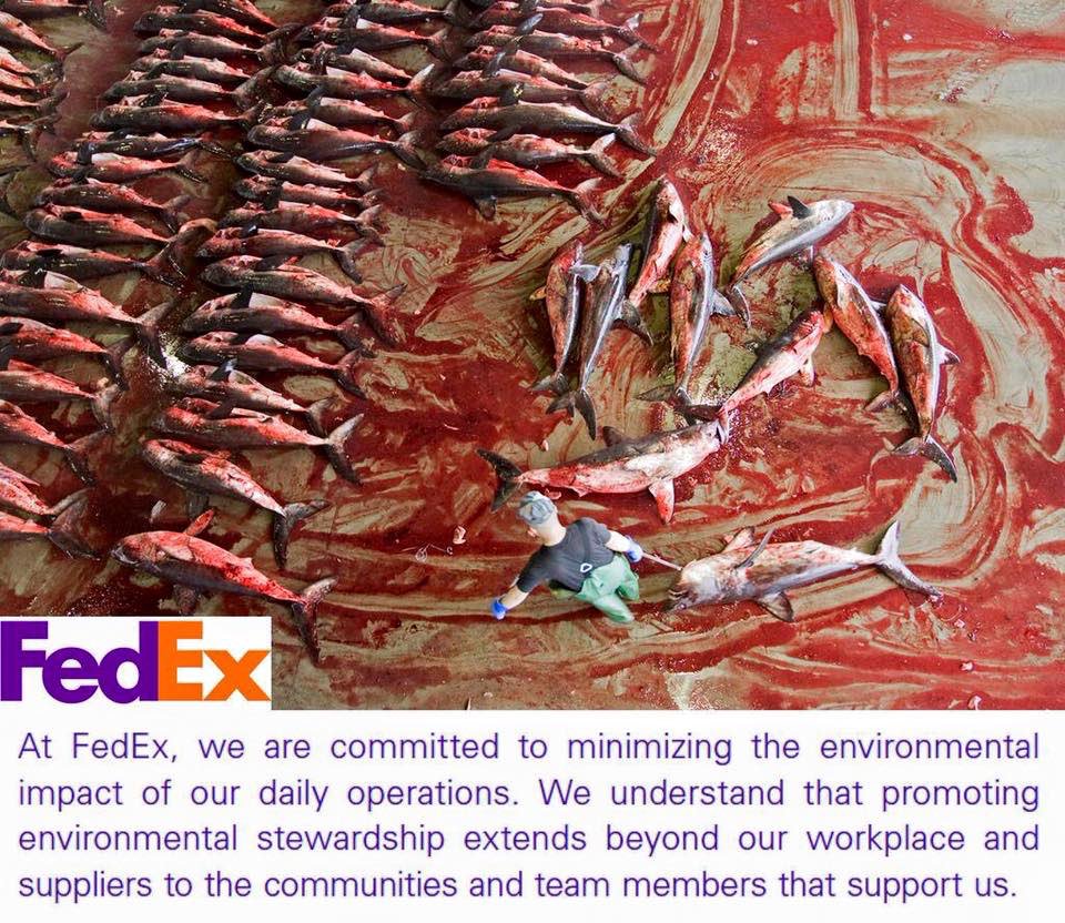 RacingXtinction's tweet image. C'mon @FedEx - stop shipping #shark fins! bit.ly/StopFedEx