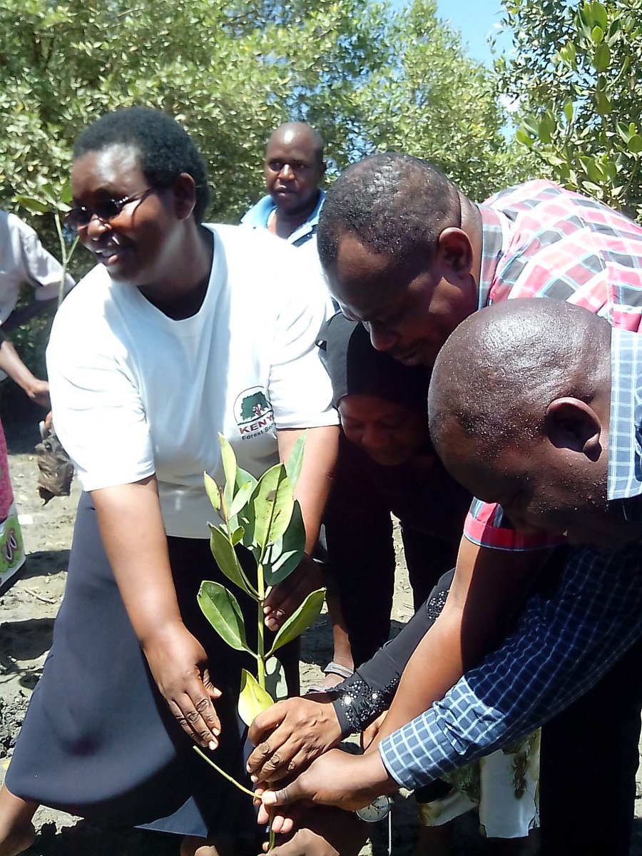 canco_kenya's tweet image. CANCO with Mkupe BMU at Mkupe Landing site to celebrate #WorldMangroveDay #Mikoko by planting 500 seedlings