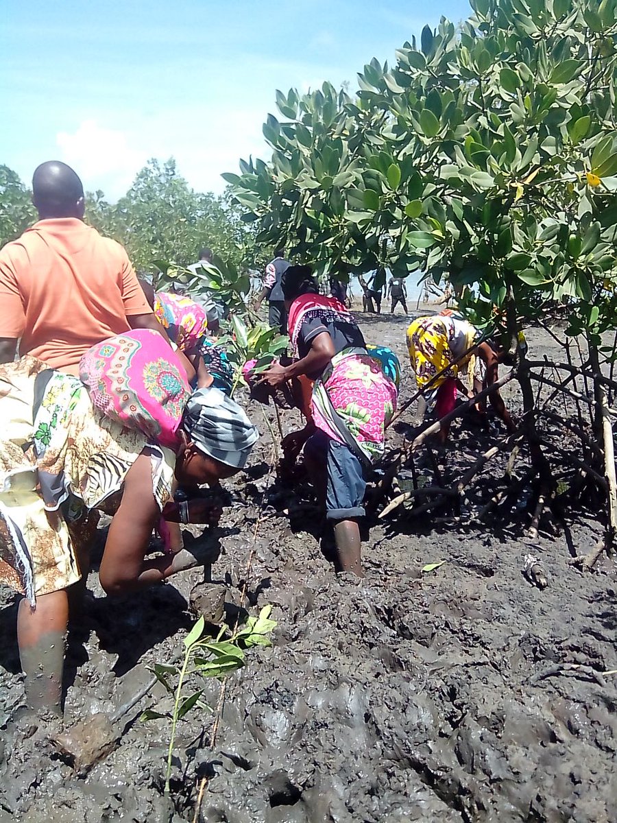 canco_kenya's tweet image. CANCO with Mkupe BMU at Mkupe Landing site to celebrate #WorldMangroveDay #Mikoko by planting 500 seedlings