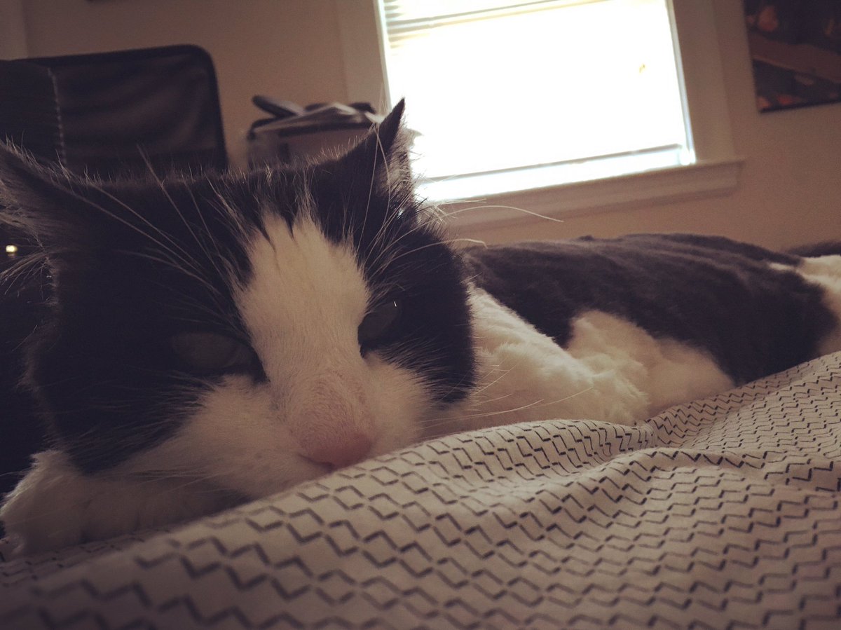 jermlikespie's tweet photo. This is the look I've been getting since I got home last night. π»πΈ
#treylife https://t.co/zqQwXi8x72