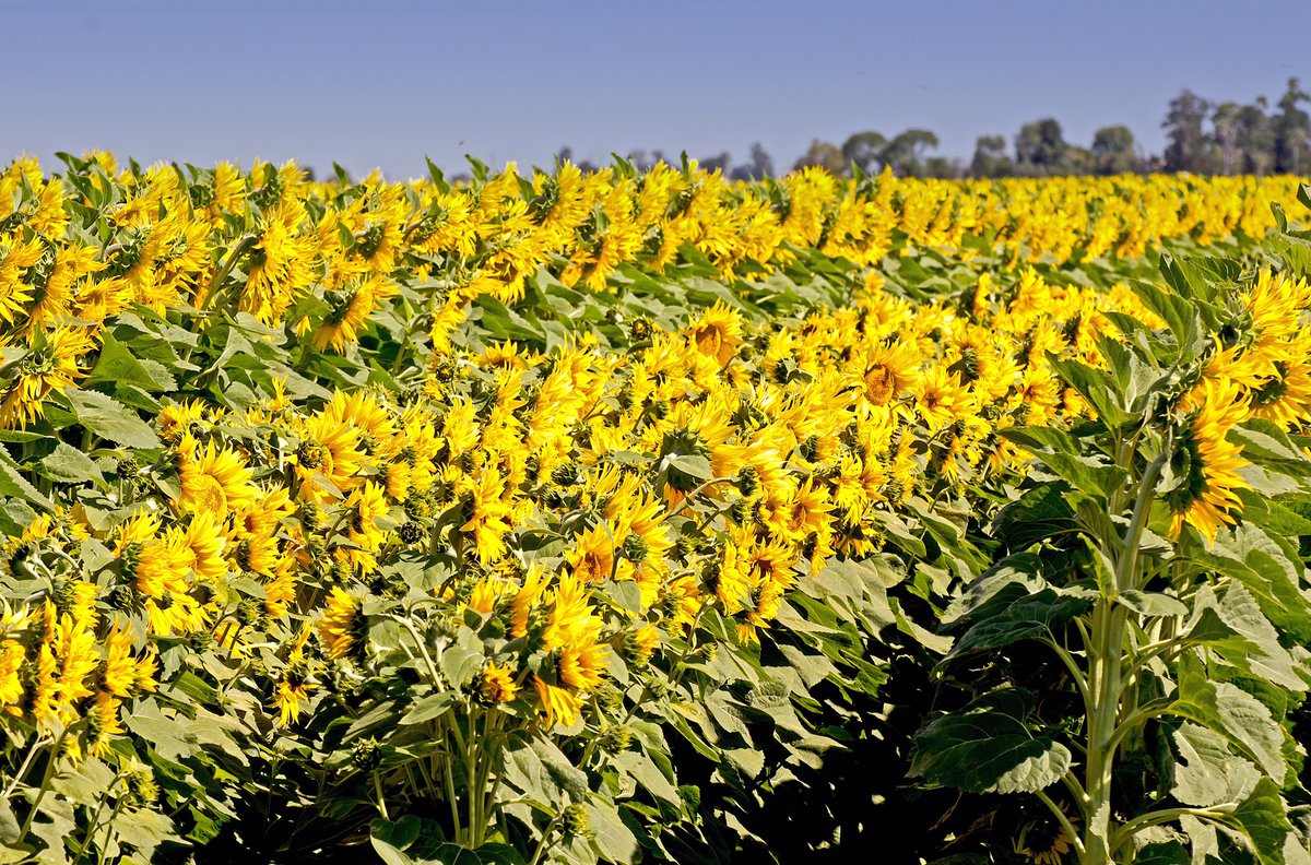 Pure_Raw_Honey's tweet photo. Sunflower honey season in full swing and busy bees now https://t.co/wKFas9xSze