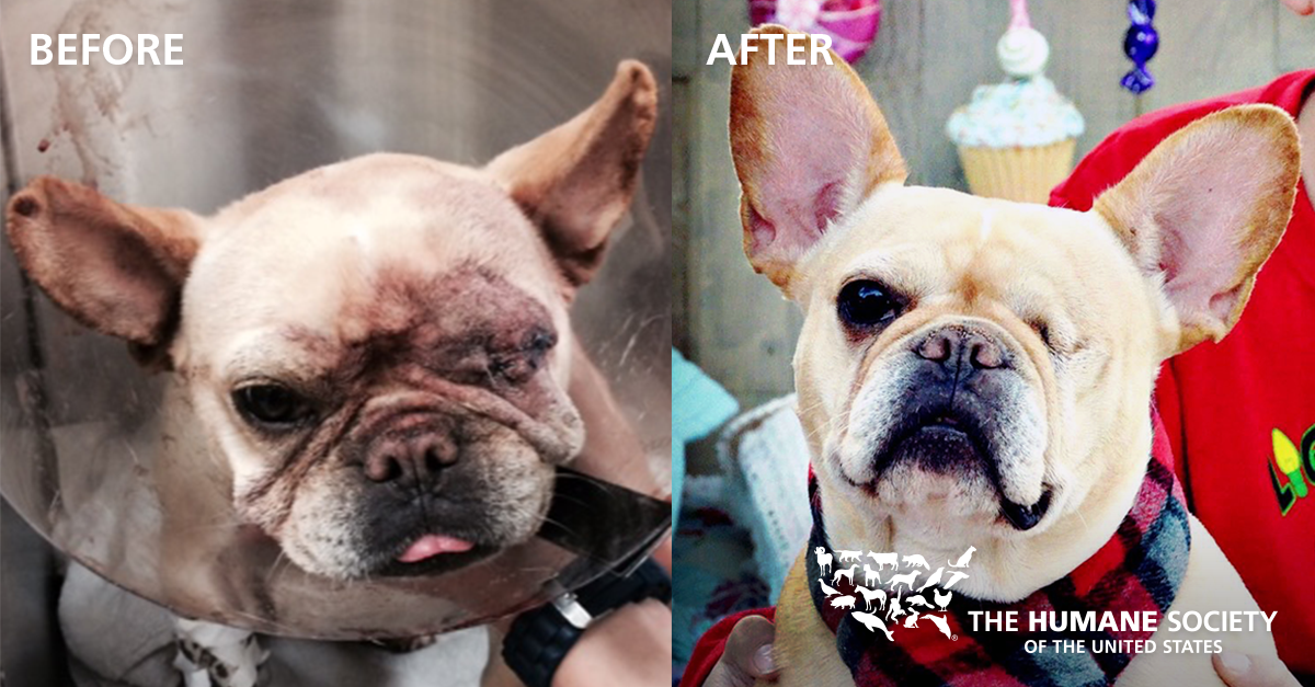 humaneworldorg's tweet photo. Lilly was rescued from a suspected puppy mill, &amp; now has a family who loves her so much! #TransformationTuesday ❤️ https://t.co/OGB4A050Sv