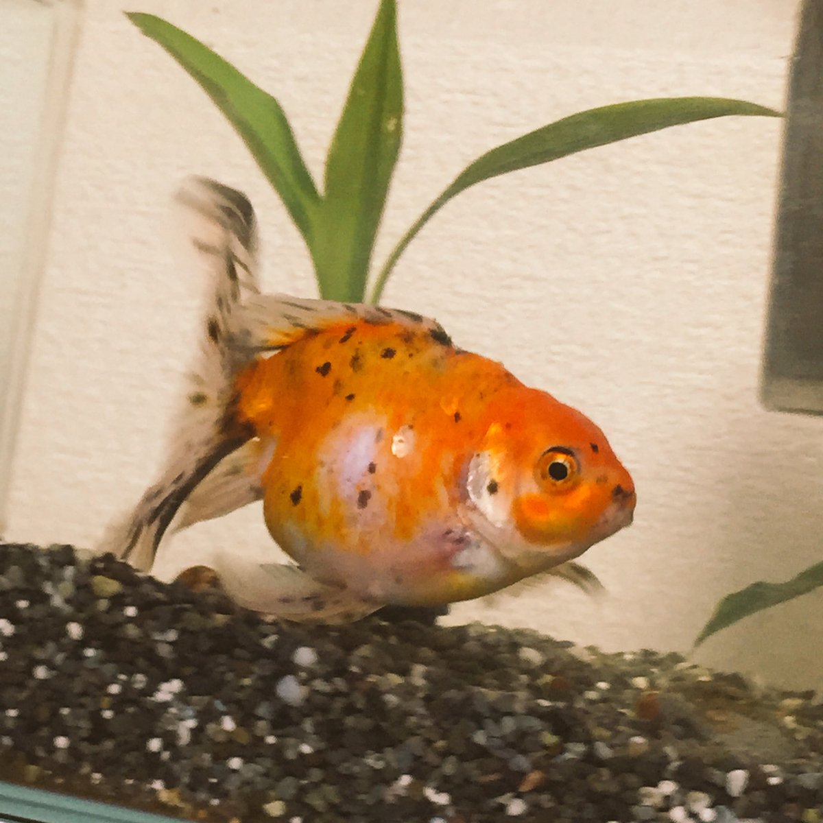 ゆうこ Webフリーランス 3歳男児母 水槽に入れていた土管みたいな置き物にデブちんの金魚がハマって抜けなくなるという恐れていたことが起きてしまった 土管を壊して無事救出できたけど痛々しい体になってしまった