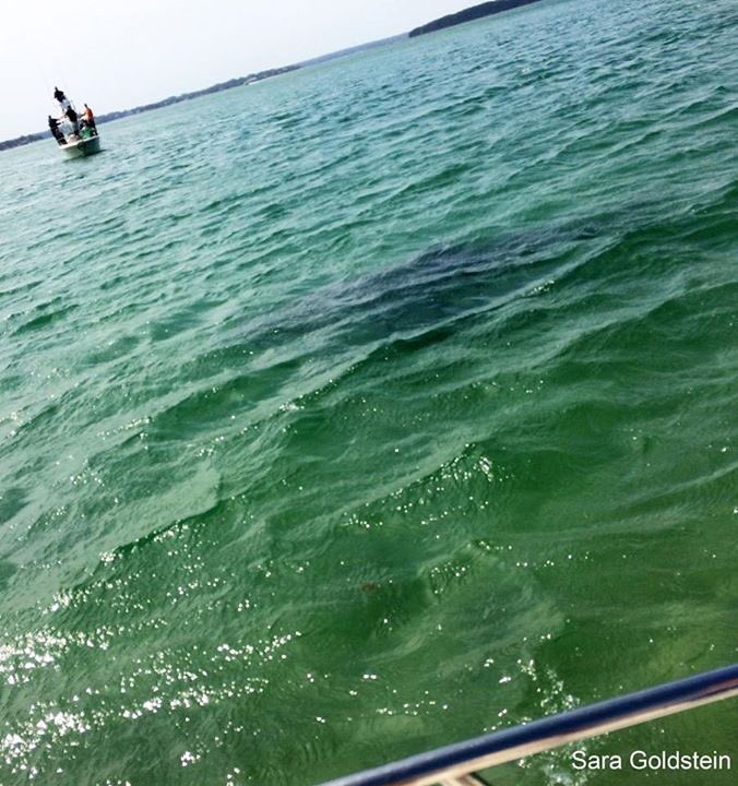 sharktivity tweet picture