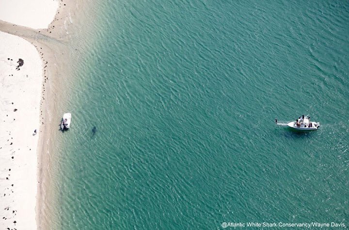 sharktivity tweet picture