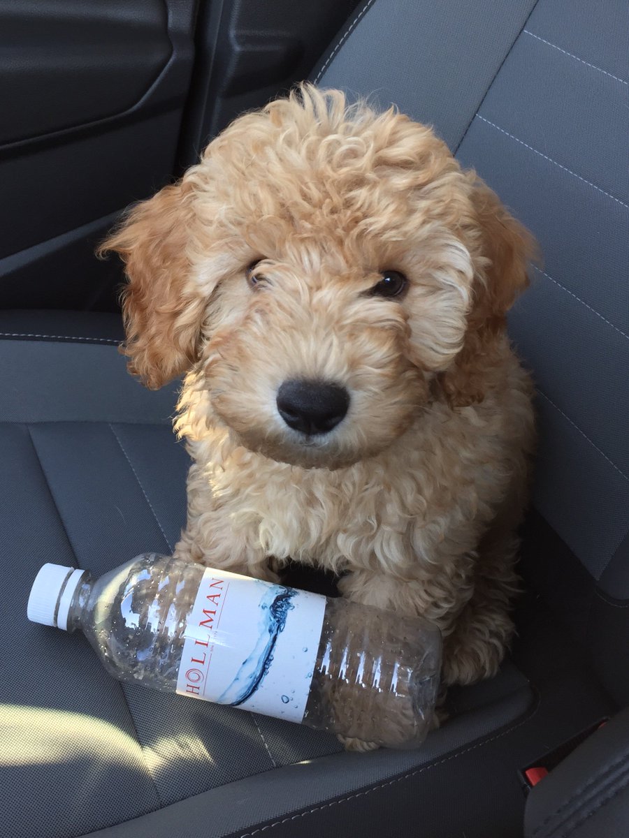 HollmanLockers's tweet photo. Meet our new furry mascot! Welcome to the team, Biscuit Hollman! #hollmanlockers https://t.co/aqFSaOEItS