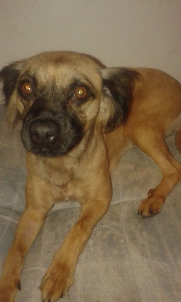 AgusHozzle's tweet photo. @canal26noticias Hola!Me podrían ayudar publicando por si vieron a mi perrita? es que se me perdió el domingo. https://t.co/L7TdkQdC88