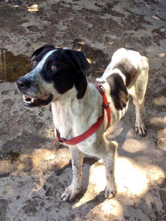 MASCOTASDECALLE's tweet photo. Hoy desde las 9.00 hasta las 5.30 acercarte a pet city y llevales un poco de amor y ayuda a nuestros rescatados ♡ https://t.co/ApAV35CqjE
