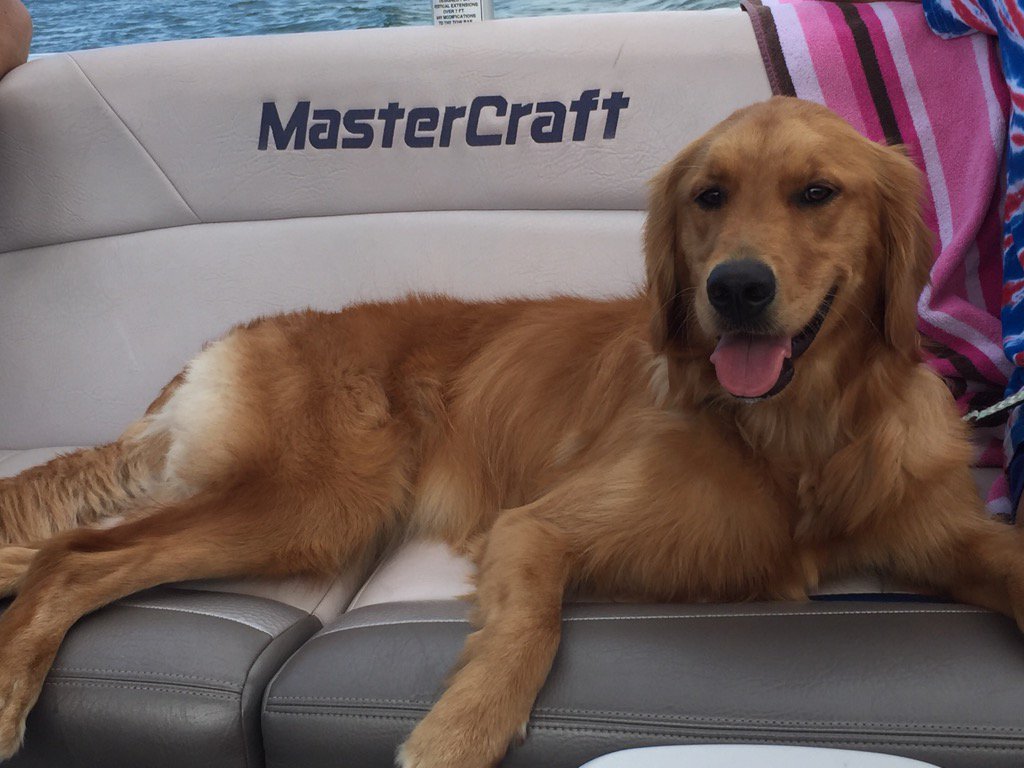 EldridgeEric's tweet photo. #boatdog #oakleyeldridge https://t.co/ua2IngU7t4