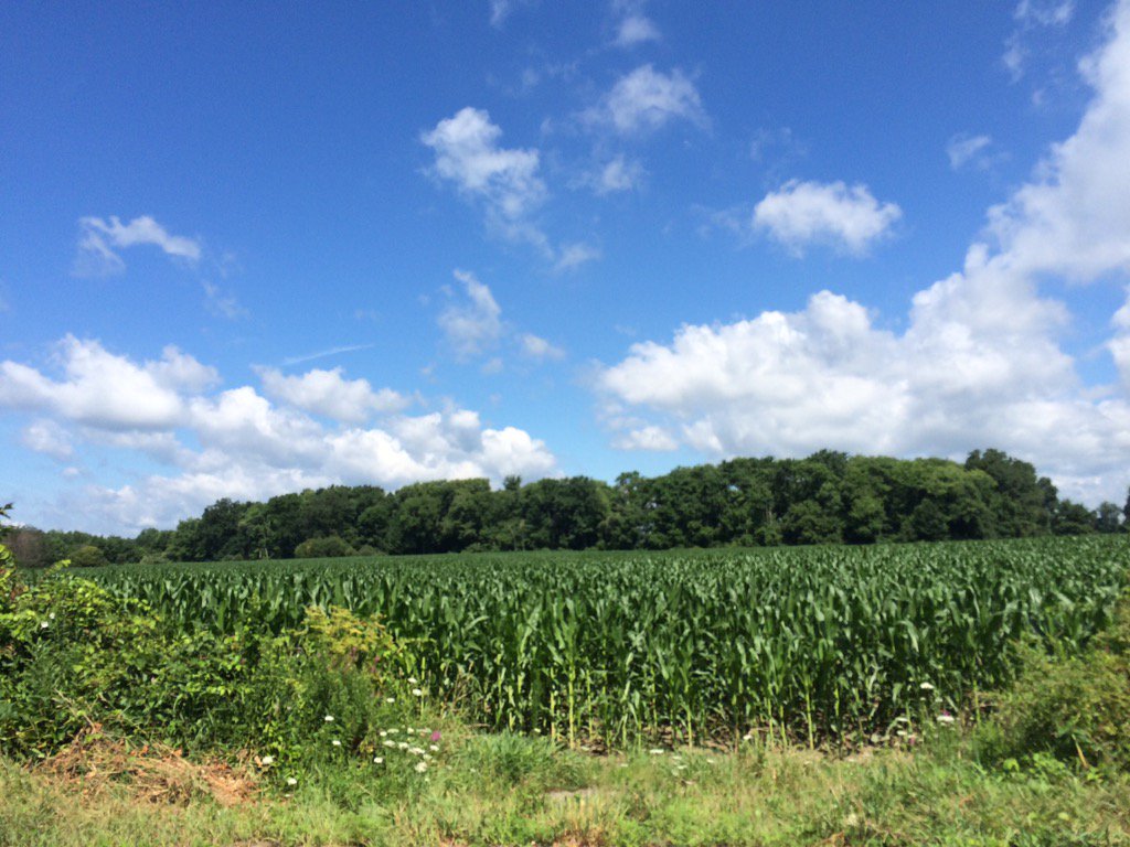 runnerrrgirrrl's tweet photo. Sometimes runs are nice https://t.co/giJ5ohrxIC