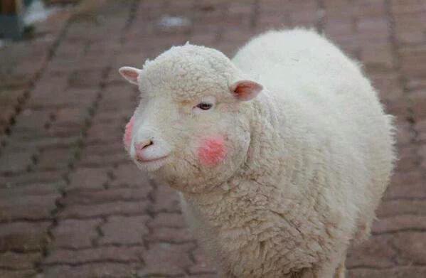 StumblerVideos's tweet photo. when someone calls you cute https://t.co/eg0u8eYrbs