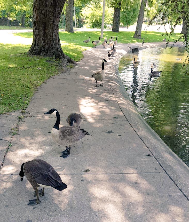 ducksofvv's tweet photo. What a lovely gaggle of geese enjoying the weather at Vander Veer park today! https://t.co/oPsI8z0wNt