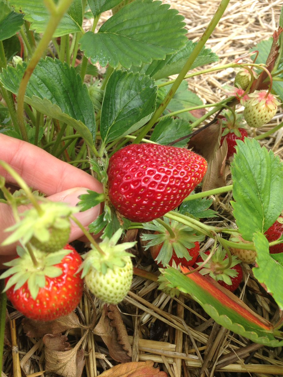 Gav_P_Anderson's tweet photo. Something so satisfying about picking your own...🍓 

#Britishsummertime https://t.co/GZAaEY4qhI